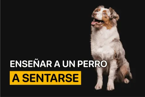 Un perro australiano mira expectante. El texto indica "Enseñar a un perro a sentarse", una guía para entrenar a tu mascota.