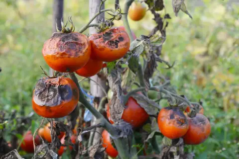 Pomidory z czarnymi, gnijącymi plamami, które pokazują, jak wygląda zaraza ziemniaczana na pomidorach.