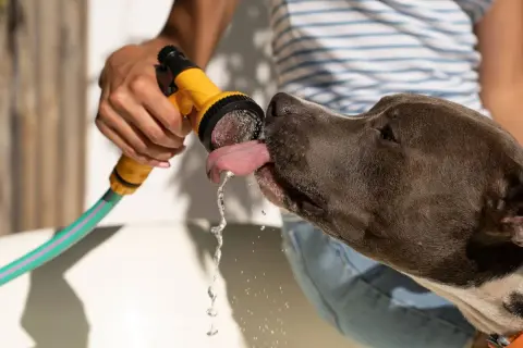 Mi perro no bebe agua de su cuenco, pero le encanta lamer el agua de la manguera.