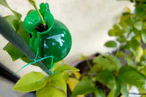 Bouturer un citronnier dans l'eau avec une capsule verte. Une nouvelle vie pour cette branche.