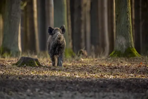 Dziki w lesie, przygotowuje się do polowania na dziki.