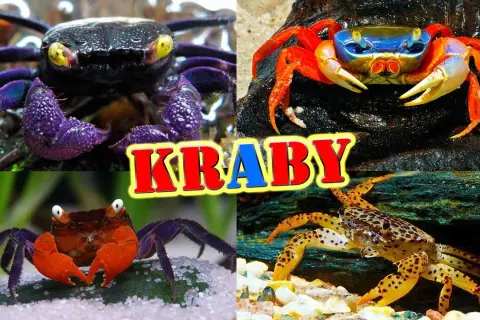 Jak rozmnażają się kraby? Odkryj zaskakujące tajemnice ich cyklu życia