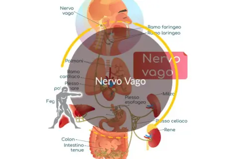 Diagramma del nervo vago e dei suoi collegamenti con organi come polmoni, cuore, fegato e intestino. La parte destra del corpo significato psicologico è legata a questo nervo.