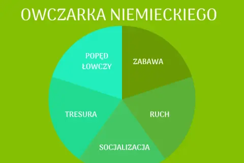Owczarek niemiecki: Dieta, której potrzebuje Twój pies. Poznaj zasady.