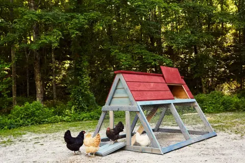 A charming DIY chicken coop with a red roof and blue frame sits in a wooded area. Several chickens, including black, tan, and white breeds, explore the gravel ground nearby.