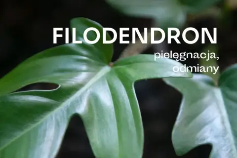 Jak kwitnie filodendron i jak stworzyć idealne warunki do tego