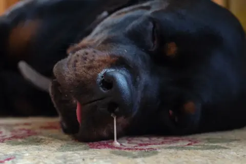 A black dog sleeps, with a drip of liquid from its nose, suggesting a dog nose bleed.