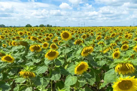 Ein weites Feld voller sonnenblumen pflanzen unter einem blauen Himmel mit weißen Wolken.