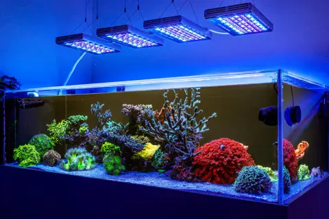 Kolorowe koralowce w akwarium morskim, oświetlone lampami LED. To przykład, jak dobrać oświetlenie do akwarium, by wyeksponować piękno podwodnego świata.