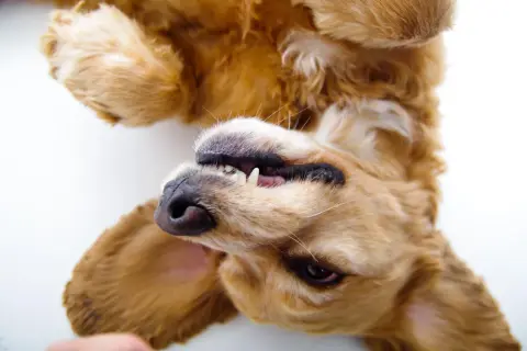 Ein goldener Hund liegt auf dem Rücken, die Pfoten in der Luft. Sein Maul ist leicht geöffnet, die Zähne sichtbar. Das Scharren hat hier die Bedeutung von spielerischer Freude.