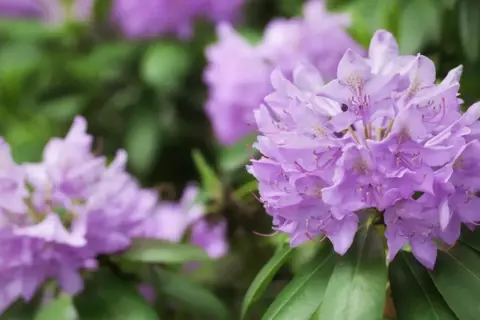 Fioletowe kwiaty rododendronu, choć piękne, mogą być podatne na choroby.