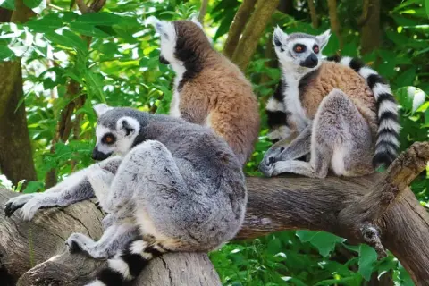 Veterinario Faunia: Encuentra la mejor atención para tu mascota