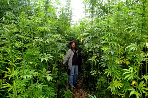 Konopie autoflowering na słońcu: Uprawa bez lamp na parapecie