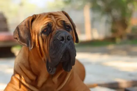 Ein brauner Boerboel mit faltigem Gesicht und treuem Blick. Sein Charakter ist loyal und beschützend.