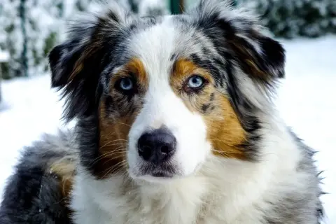 Ein wunderschöner Australian Shepherd Blue Merle mit eisblauen Augen blickt in die Kamera, umgeben von winterlicher Schneelandschaft.
