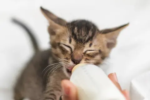 Czym karmić kotkę po porodzie, aby zapewnić jej zdrowie i mleko?