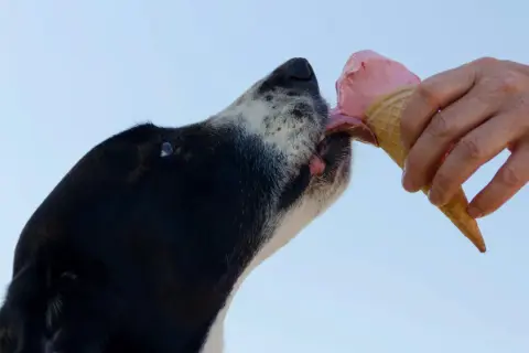 Un perro disfruta de un helado, un capricho que no forma parte de la dieta ideal de los cachorros.