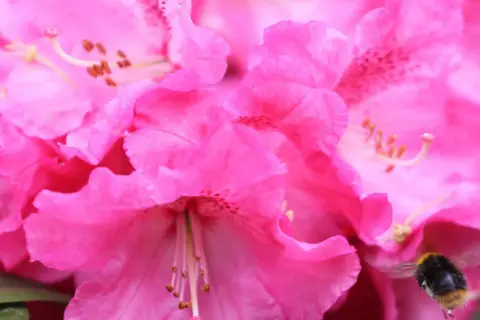 Nahaufnahme von pinken Rhododendronblüten. Vorsicht: Rhododendron ist giftig, auch wenn er Bienen anzieht.