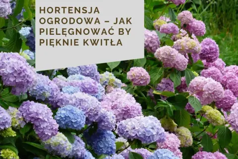 Varietà di ortensie in fiore, con sfumature di rosa, viola e blu. Un tripudio di colori che celebra i diversi tipi di ortensia.