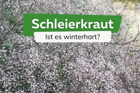 Schleierkraut, zart und blütenreich, ist es winterhart? Ein Meer aus winzigen weißen Blüten, das den Garten schmückt.