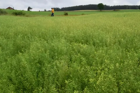 Pole lnianki siewnej z człowiekiem w żółtej kurtce w tle.