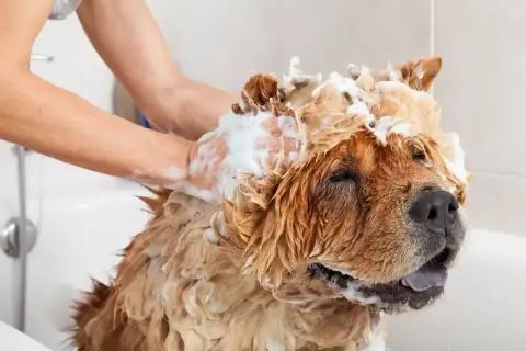 A person washes a fluffy dog in a bathtub, covered in soap. This image reminds us how often should you bathe your dog for optimal hygiene.