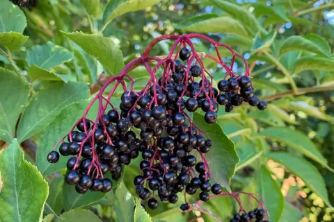 Dunkle, glänzende Holunderbeeren hängen an roten Stielen. Vorsicht: Holunderbeeren giftig roh!