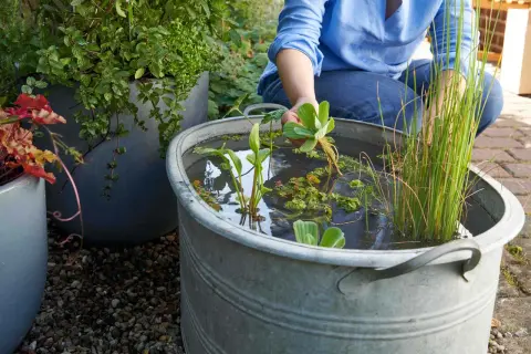 Person legt Pflanzen in ein Zinkgefäß, um einen Miniteich anzulegen. Wasserpflanzen und Schilf wachsen im Wasser.