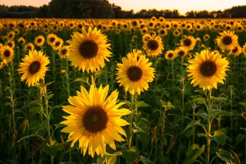 Un campo di girasole fiore baciato dal sole al tramonto. I petali gialli brillano, creando un'atmosfera calda e dorata.