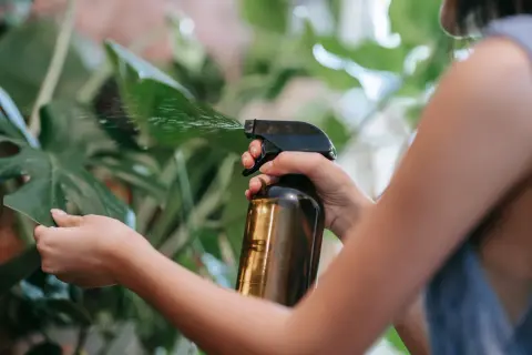 Mano rocía con spray una hoja verde, usando un atomizador con lo que parece ser aceite de neem para cuidar la planta.