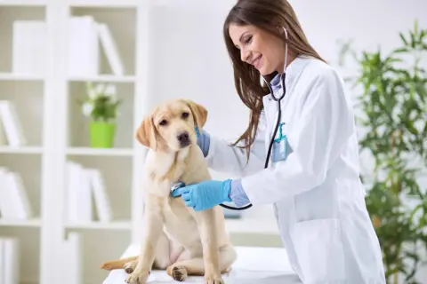 Veterinarios: Encuentra atención especializada y servicios cerca de ti