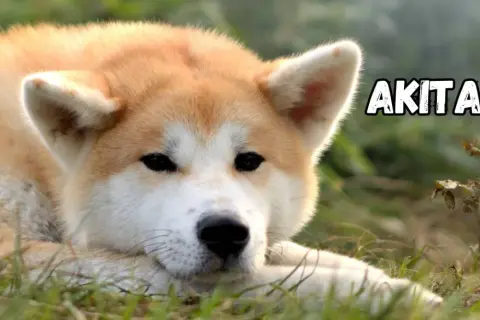Akita Inu o łagodnym spojrzeniu leży na trawie. Poznaj akita inu charakter, by zrozumieć jego lojalność i spokój.