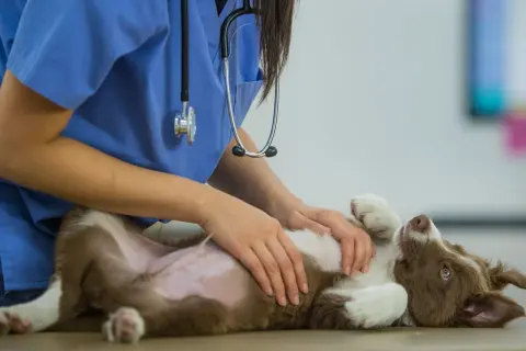 A vet in blue scrubs gently examines a playful puppy, likely administering the bordetella vaccine for dogs.