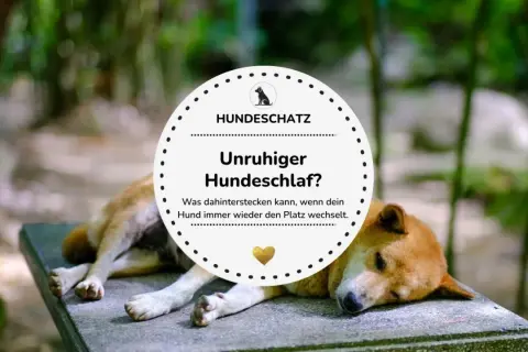 Ein Hund liegt auf einer Steinbank, wirkt aber unruhig. Der Text fragt: "Unruhiger Hundeschlaf? Was dahinterstecken kann, wenn dein Hund immer wieder den Platz wechselt.