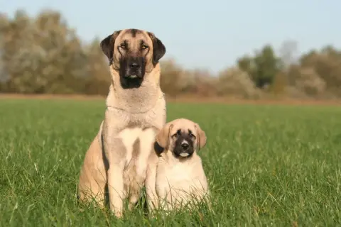 Un grand berger d'Anatolie et son chiot assis dans l'herbe. Malgré leur apparence imposante, ces chiens ne sont pas dangereux s'ils sont bien éduqués.