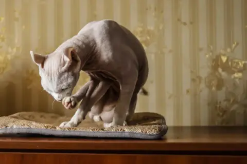 Un gatto senza pelo, un vero gatto che non perde pelo, si pulisce la zampa su un cuscino.