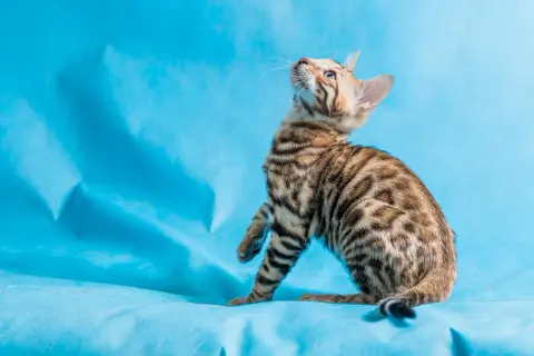 Czy Devon Rex uczula? Dowiedz się, jak uniknąć alergii na kota