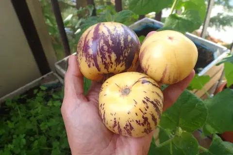 Dłoń trzyma trzy owalne owoce pepino, żółte z fioletowymi smugami, na tle zieleni i drewnianych skrzynek.