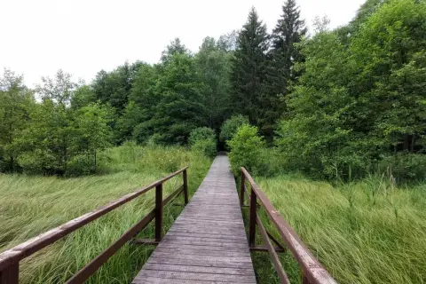 Drewniany pomost prowadzi przez malownicze łąki i lasy, odkrywając urokliwe suwałki atrakcje.