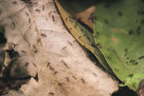 Symbioza, mutualizm, komensalizm: Rozróżnij i zrozum relacje w naturze