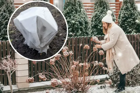 Jak okryć hortensje ogrodowe na zimę? Krok po kroku do kwiatów!