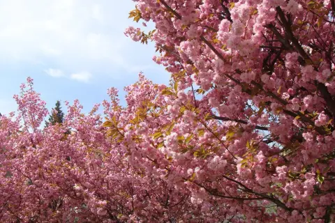 Kwiaty różowego **sakura drzewo** tworzą gęsty baldachim na tle błękitnego nieba.
