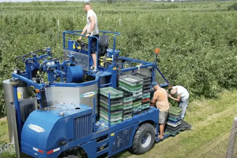 Kiedy sezon na wiśnie? Sprawdź, kiedy są najlepsze do zbioru