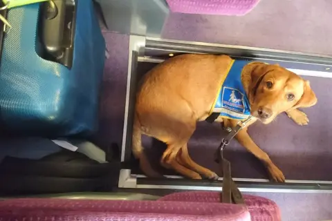 Un chien guide patient attend sagement dans un compartiment, prêt pour un long trajet en voiture.