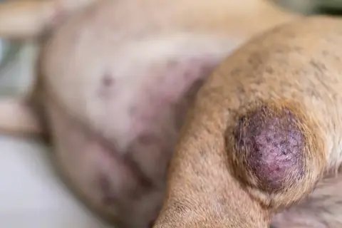 Ein Hund mit einer geschwollenen, dunklen Beule am Bein. Mögliche Ursachen für geschwollene Lymphknoten beim Hund sind vielfältig.