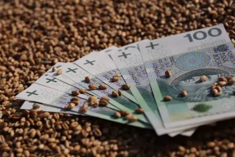 Pieniądze i ziarna pszenicy. Cena pszenicy w Zamościu może być wysoka, jak sugerują banknoty 100 zł.