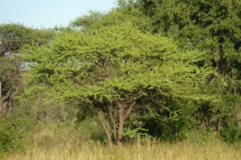 Un albero spinoso domina il paesaggio, circondato da altre piante della savana. L'erba secca e il cielo azzurro completano la scena.