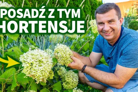 Hortensja Anabelle z czym sadzić, aby stworzyć piękne kompozycje?