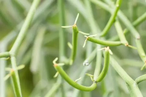 Close-up of a pencil cactus, its segmented green stems reaching out. Be cautious, as this pencil cactus is toxic.