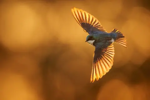A beautiful bird in flight photography, wings spread wide, catching the golden light of sunset.